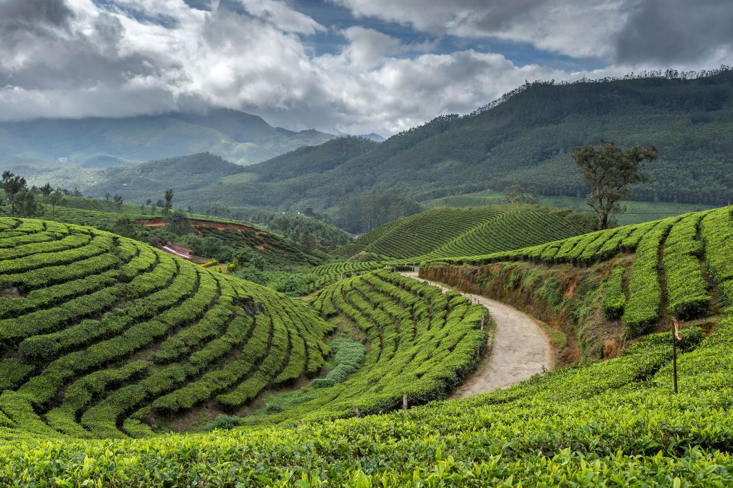 darjeeling 1